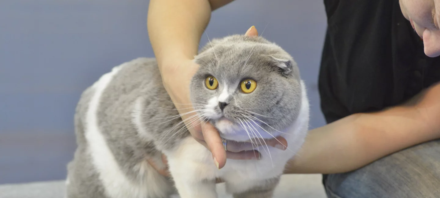 Les Troubles Digestifs Chez Le Chien Et Le Chat Societe Centrale Canine
