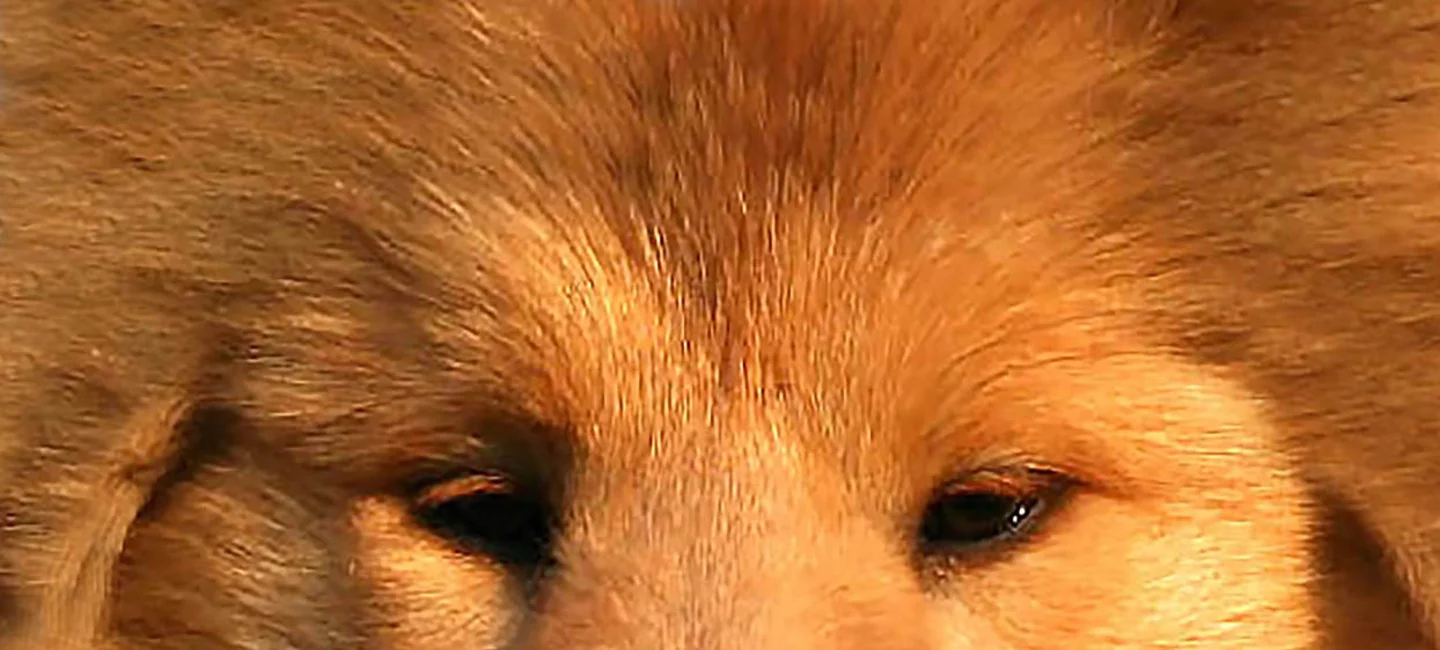 L Anomalie De L œil Du Colley Societe Centrale Canine L Anomalie De L œil Du Colley Societe Centrale Canine