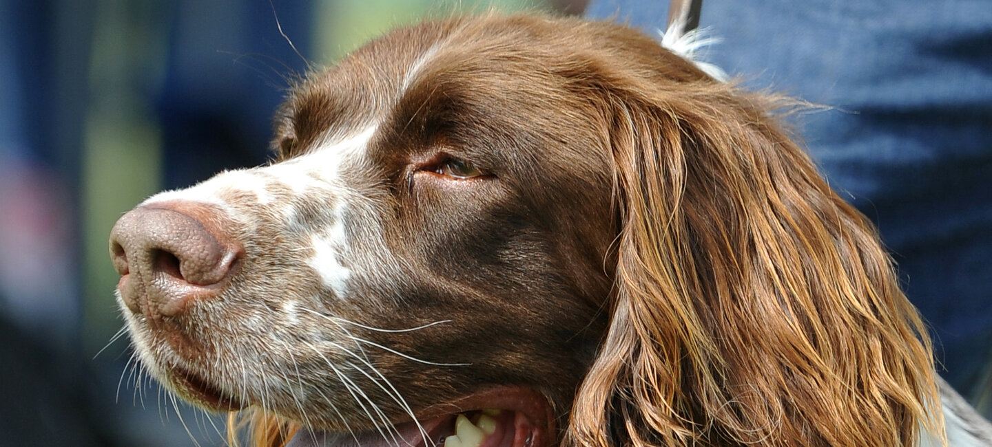 Nous Connaître Société Centrale Canine