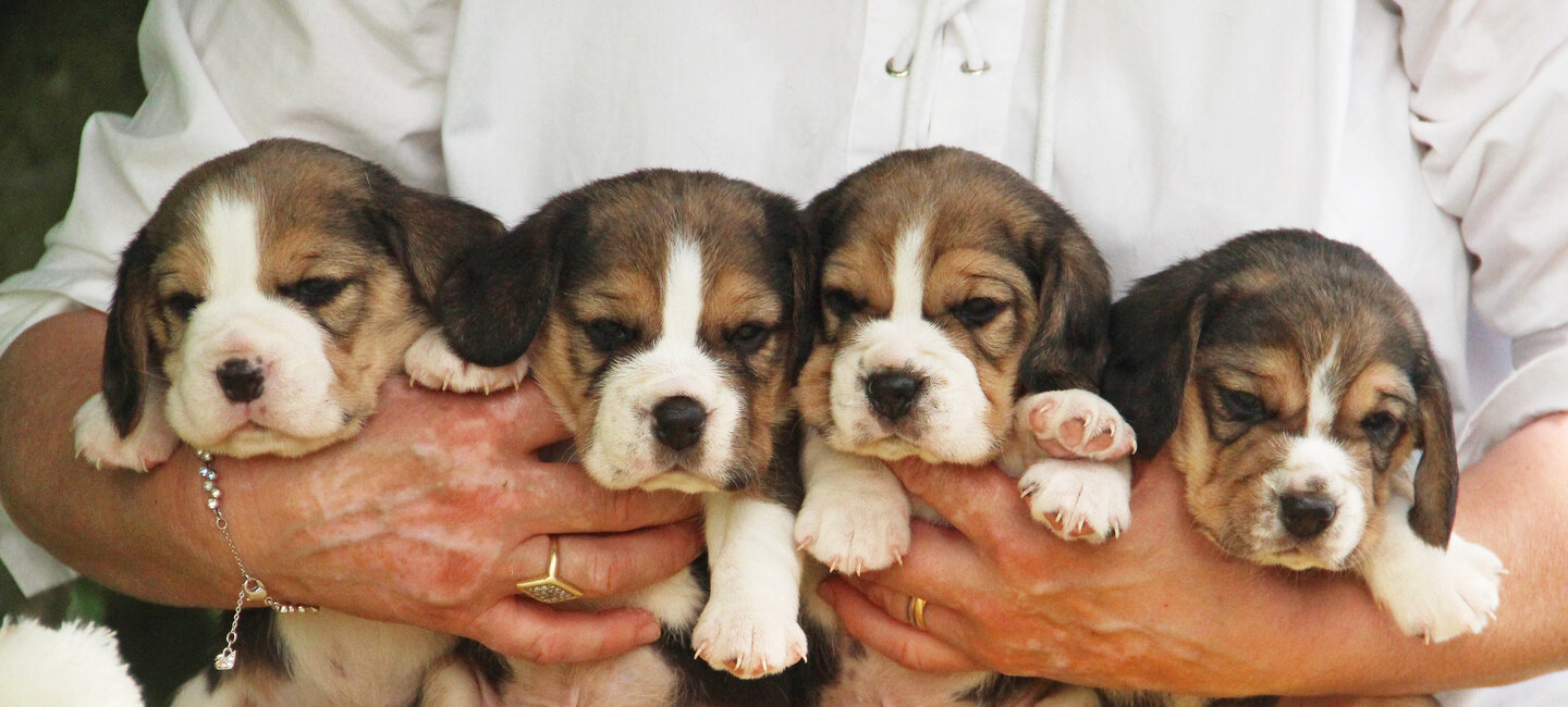 Les Annonces De Vente Des Portees Societe Centrale Canine