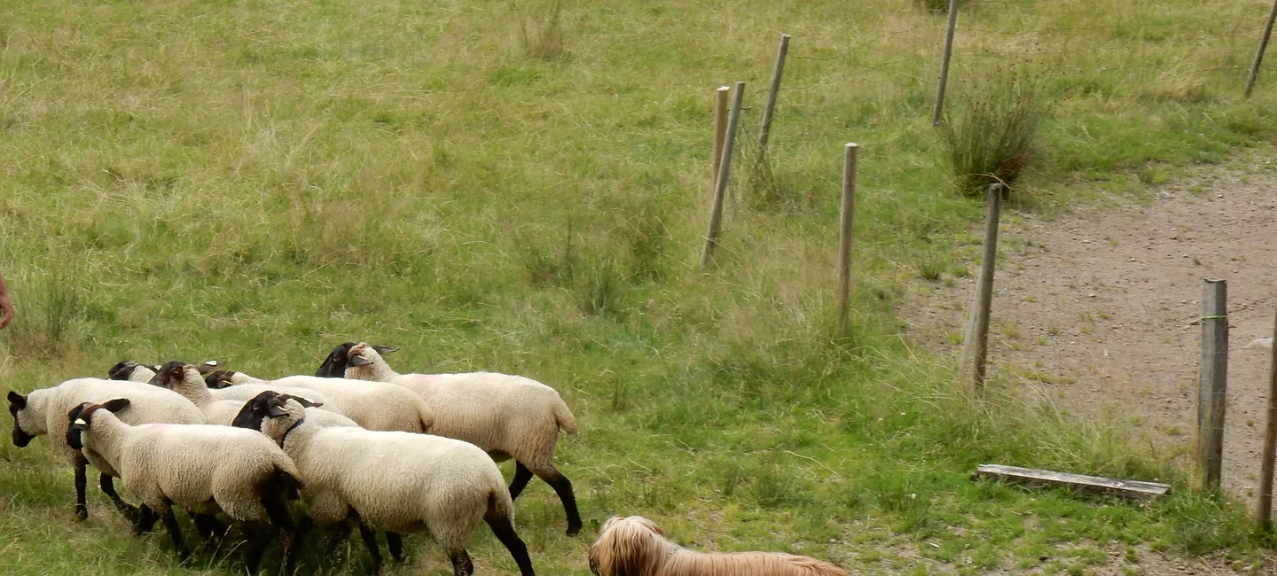Calendrier Concours Chien De Troupeau 2023 Les Épreuves Pour Chiens De Troupeaux | Société Centrale Canine