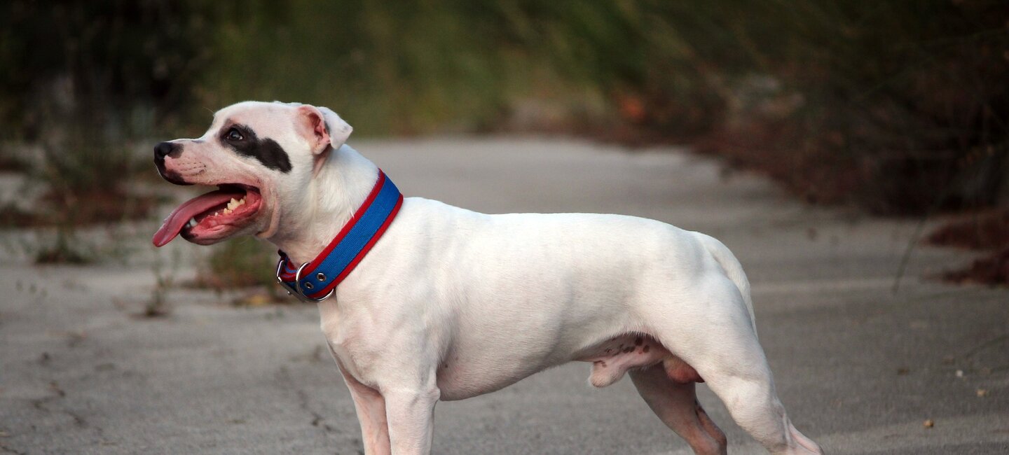 La Surdité Chez Le Staffordshire Bull Terrier Et Les Tests