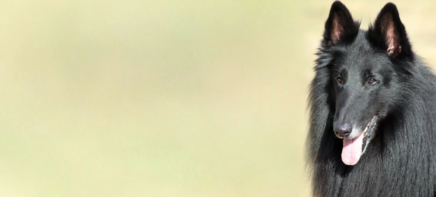 Le Groenendael Societe Centrale Canine