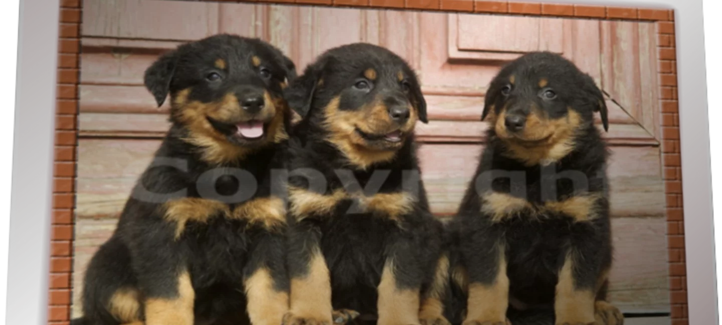 Nos Chiots Beauceron Gros Gabarit A Reserver Societe Centrale Canine
