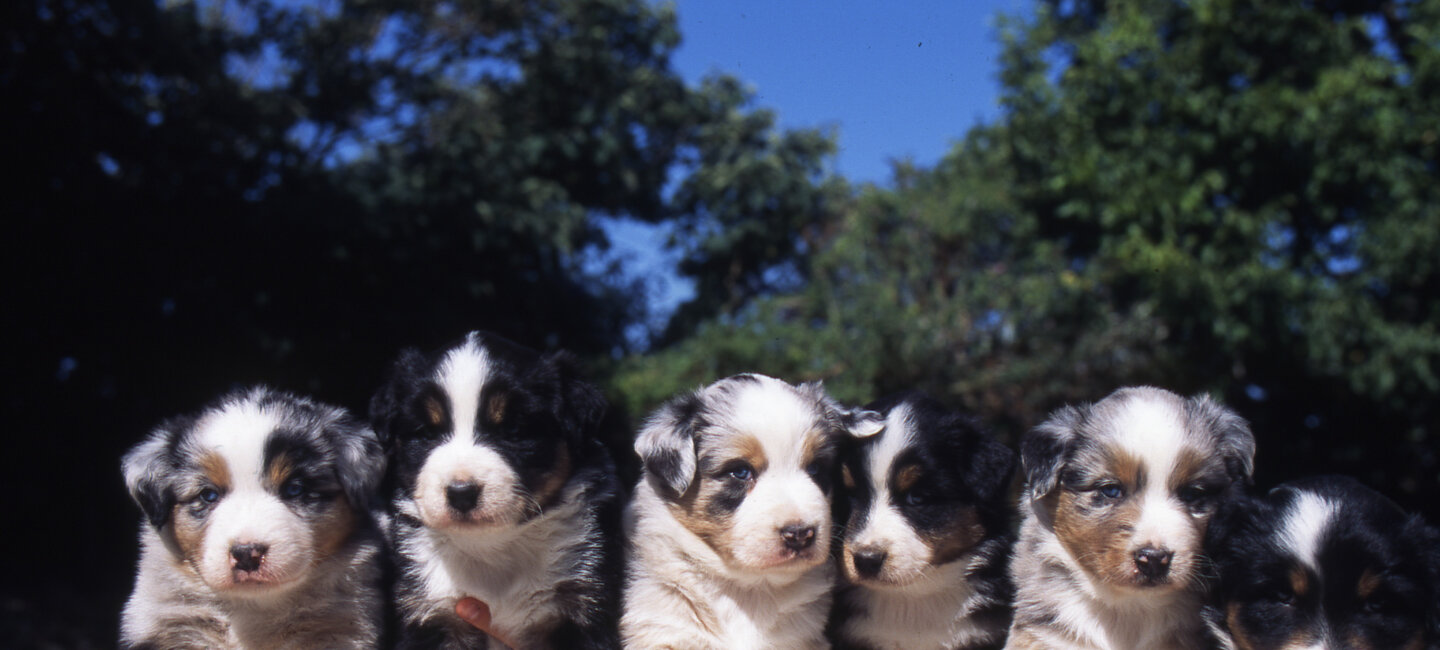 Le Nom De Votre Chiot Société Centrale Canine