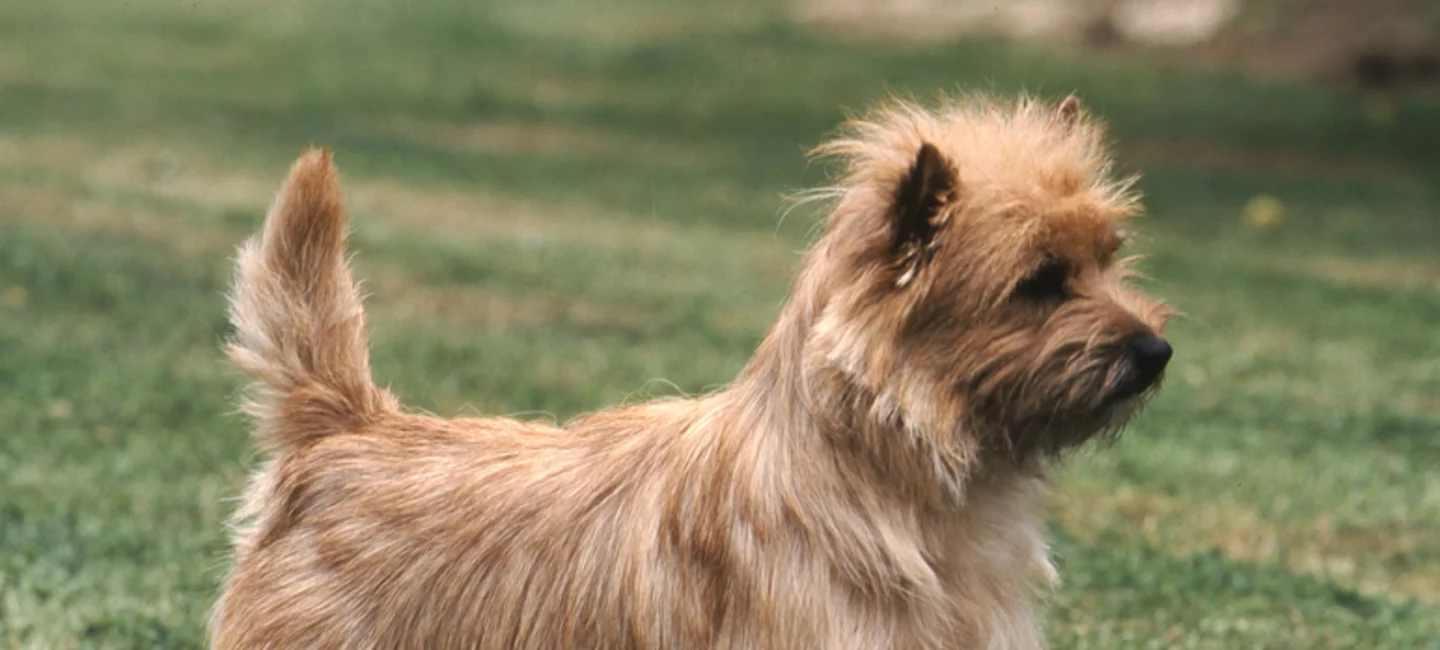 Le Cairn Terrier Société Centrale Canine image