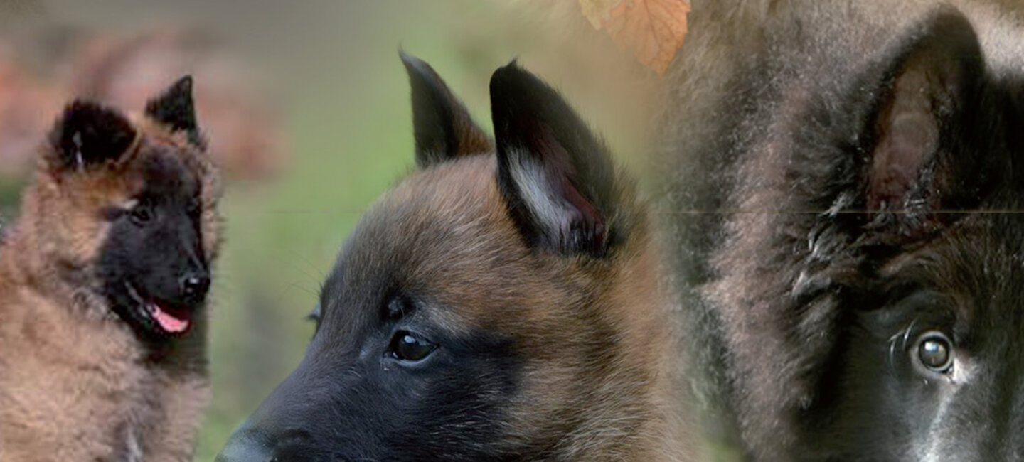 L Annuaire Des Eleveurs 2017 Societe Centrale Canine