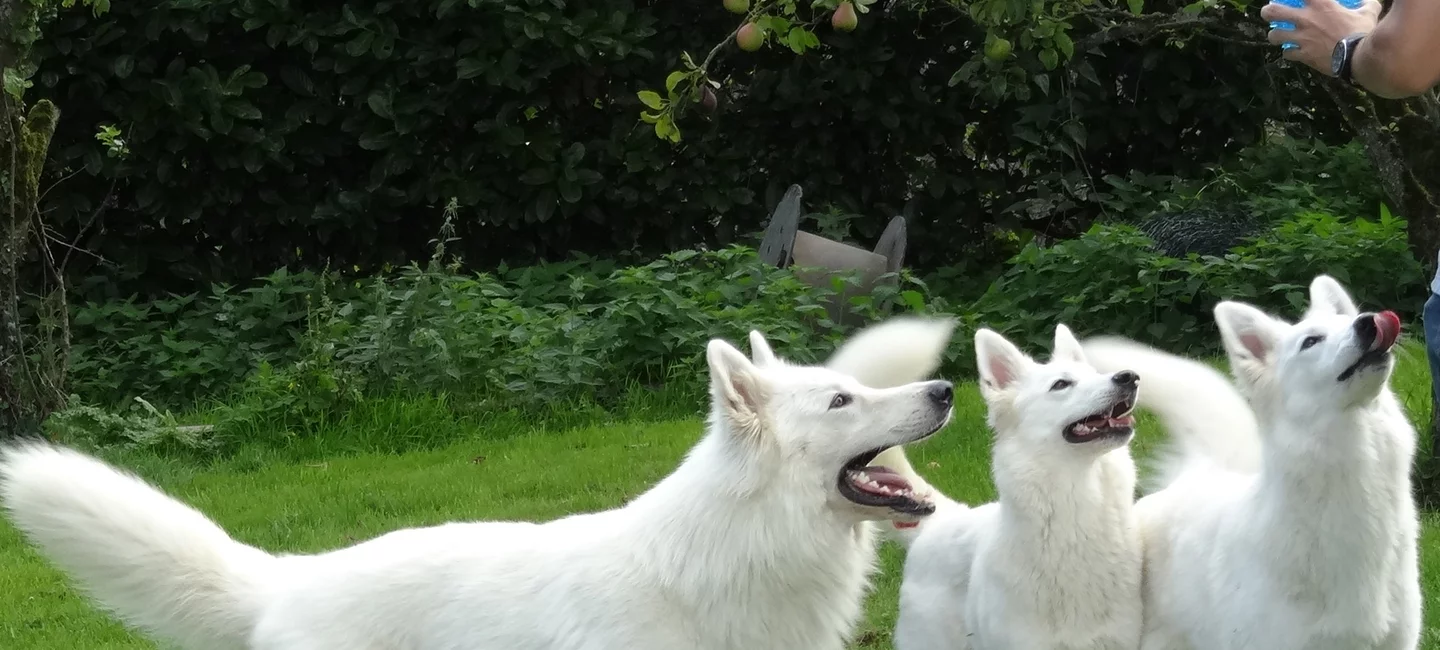 Le Berger Blanc Suisse Societe Centrale Canine