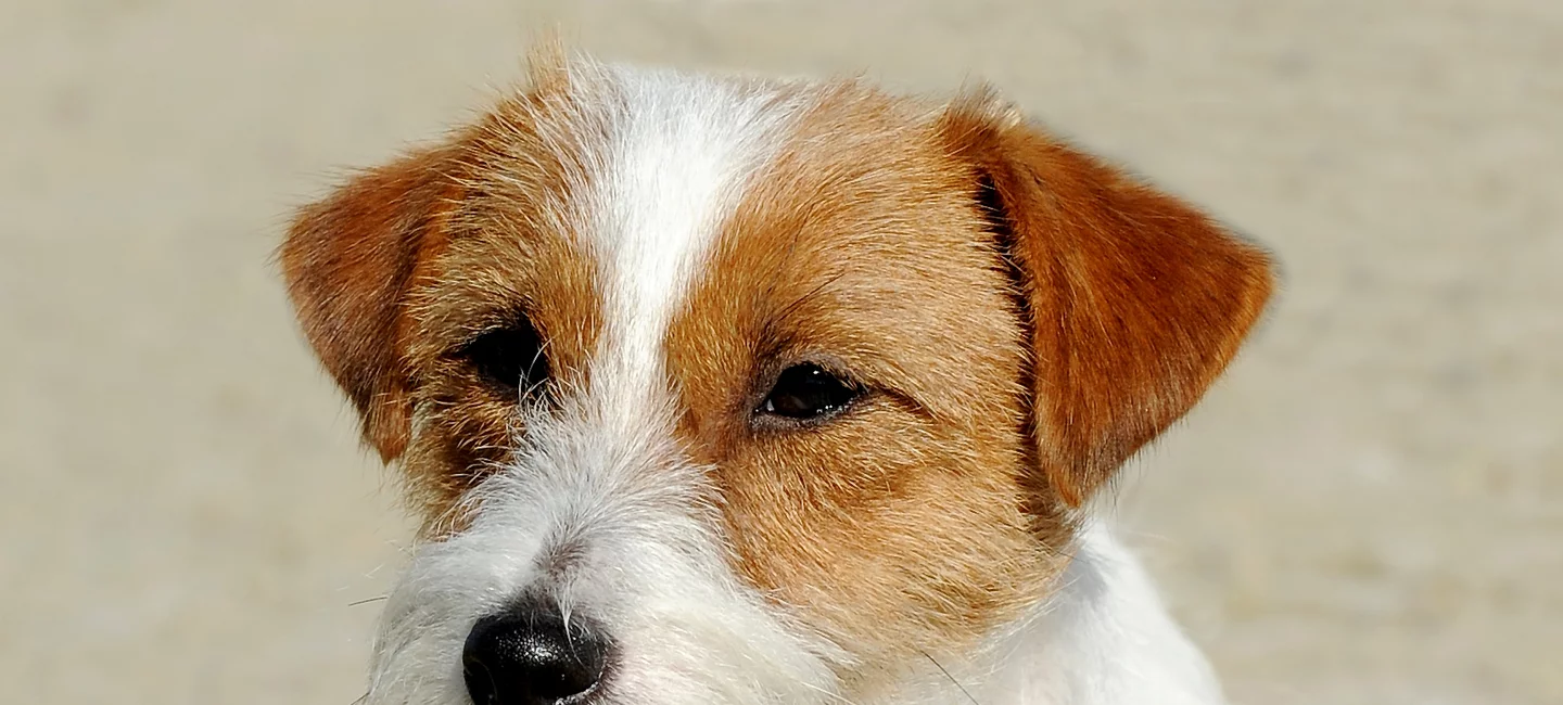 Chien De Petite Taille à Adopter Gratuitement Près De Vence L'adoption d'un chiot âgé de plusieurs mois | Société Centrale Canine