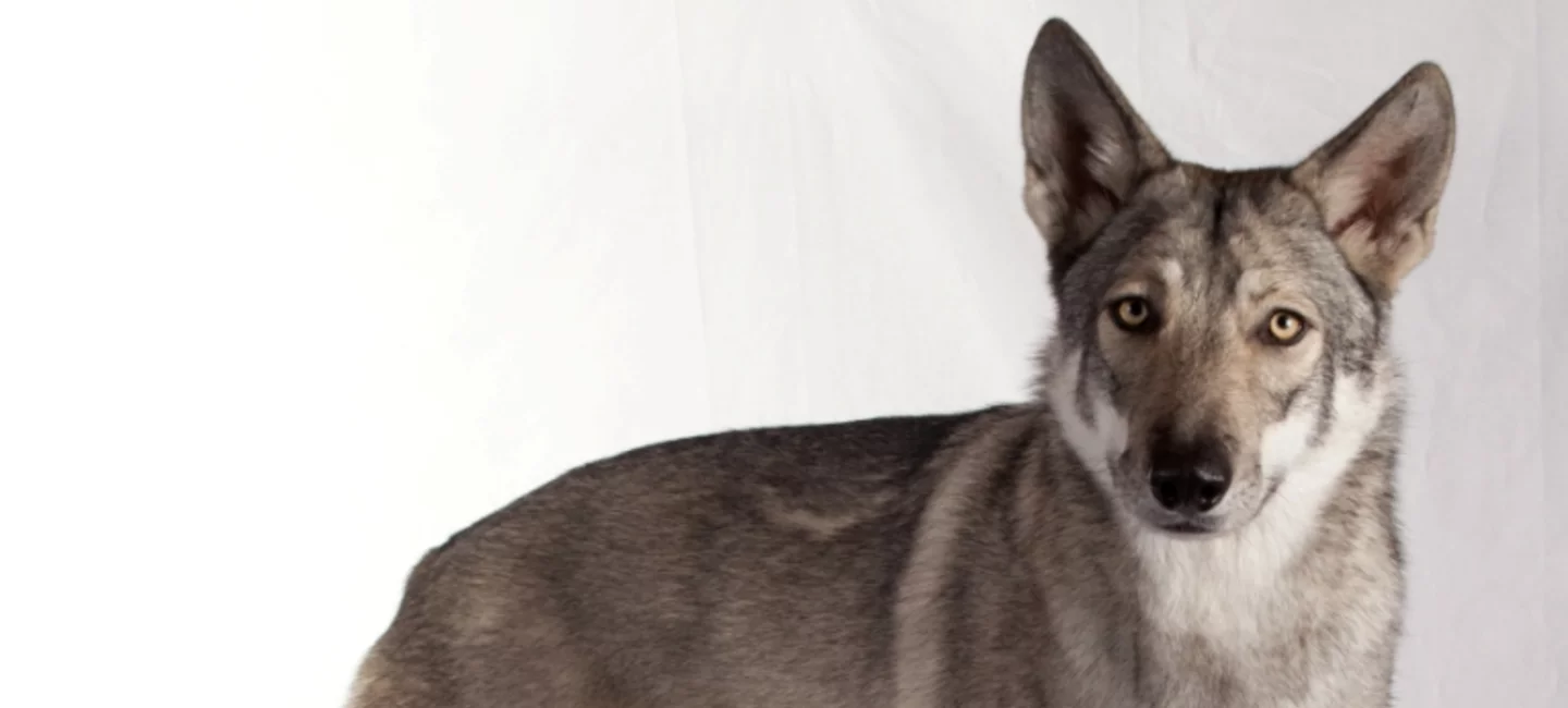 Presentation Du Chien Loup De Saarloos Societe Centrale Canine Presentation Du Chien Loup De Saarloos Societe Centrale Canine