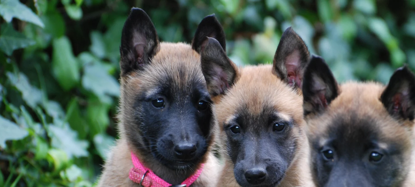 Vous Cherchez Un Chiot Berger Belge Societe Centrale Canine
