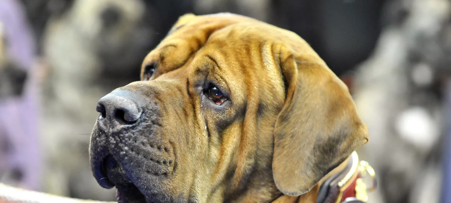 Importation de chiens en France Société Centrale Canine