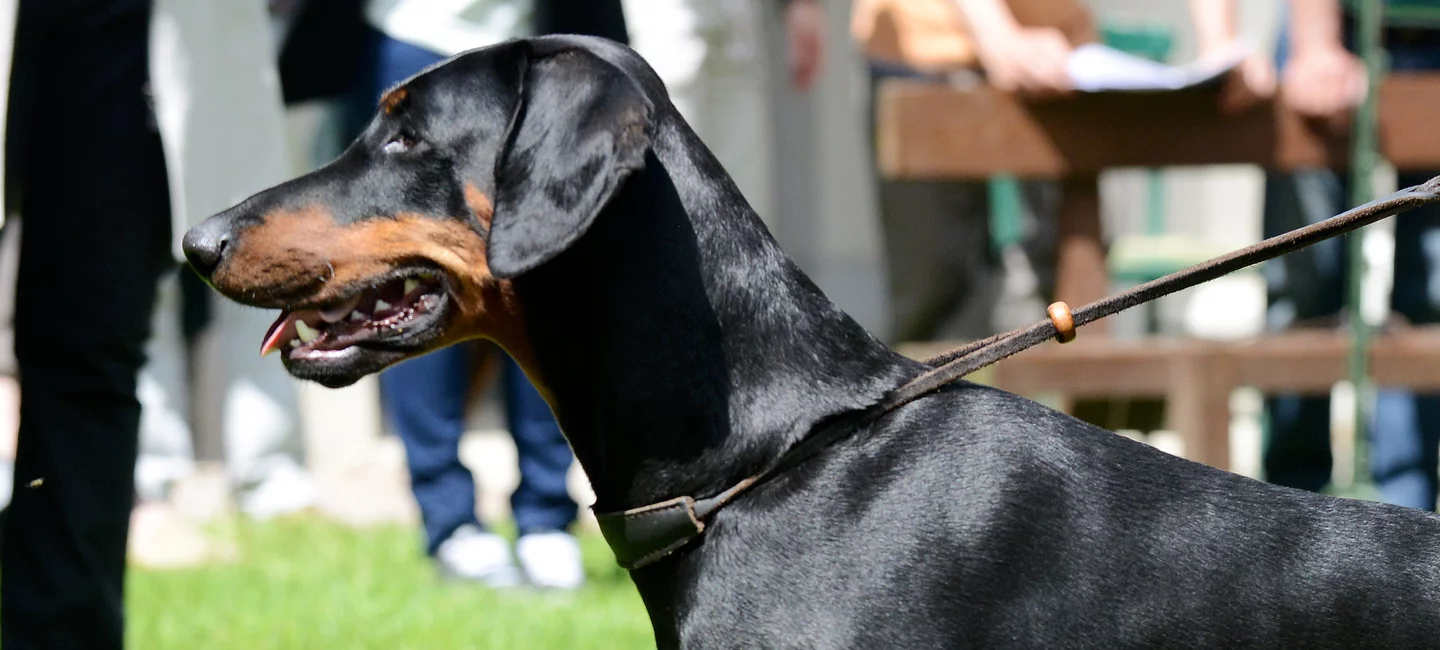 Evolution des documents généalogiques  Société Centrale Canine