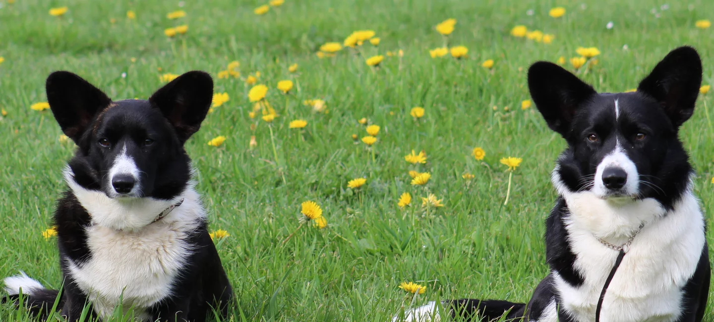 Guide De La Diversification En Elevage Canin Societe Centrale Canine