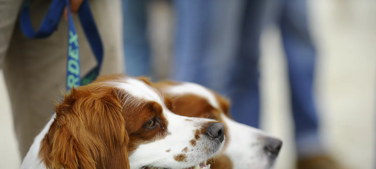 Test d'identification de Race Canine.