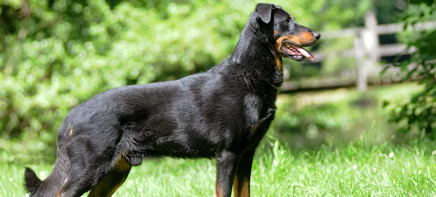 Guide Juridique De La Saillie Societe Centrale Canine