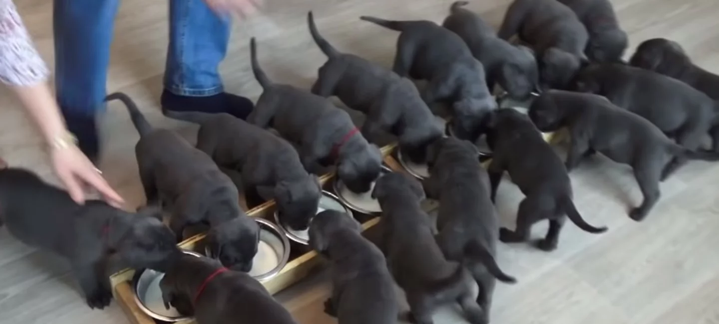 Rare Une Portee De 19 Chiots Societe Centrale Canine