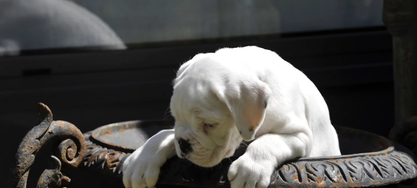 Porteur puppy avis store