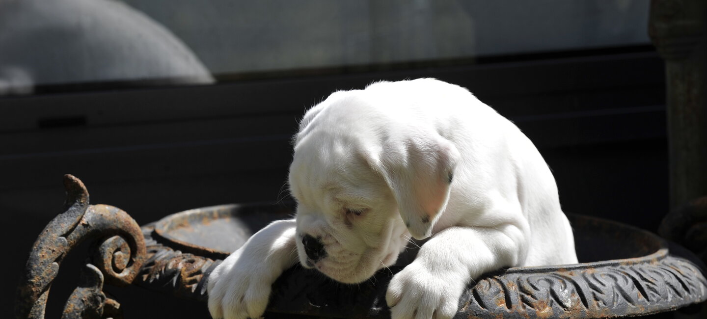 Guide Juridique De La Vente Du Chiot Et Du Chien Societe Centrale Canine