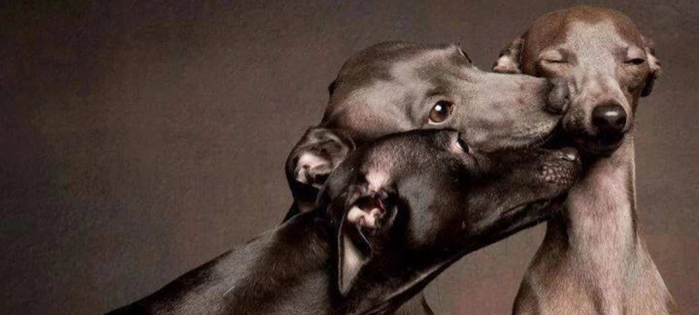 Plus Belle La Vie Avec Un Pli Societe Centrale Canine