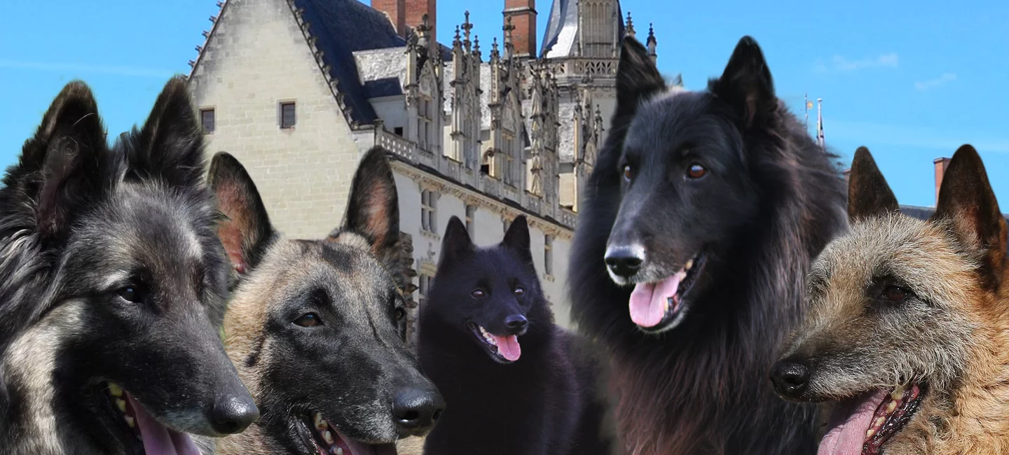 Re Nantes 2020 Annulation Societe Centrale Canine
