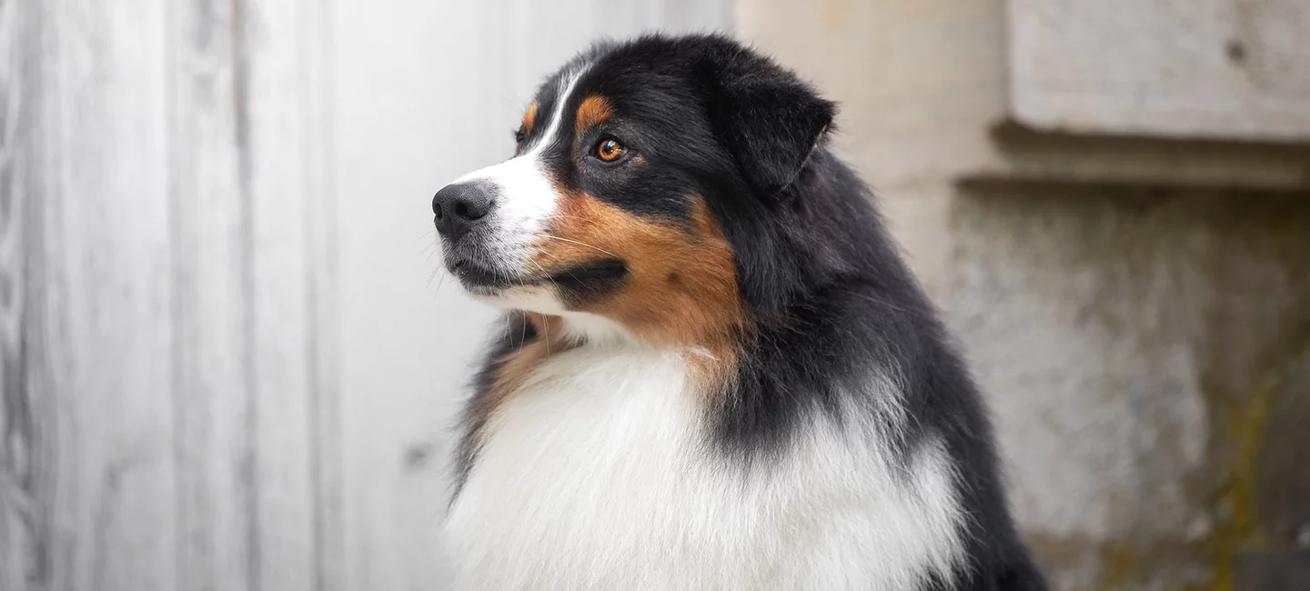 race de chien de race