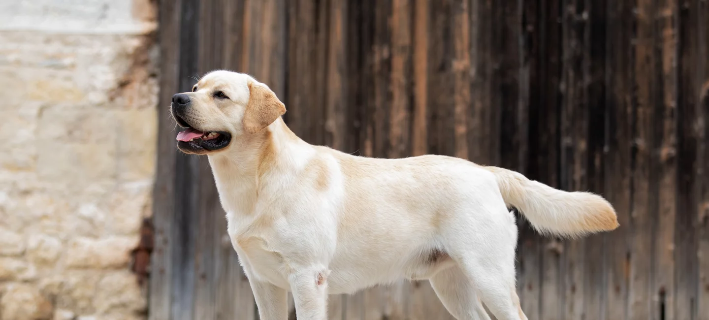 Chien : la SCC rend obligatoire l'empreinte génétique des chiens  reproducteurs - Le chasseur français