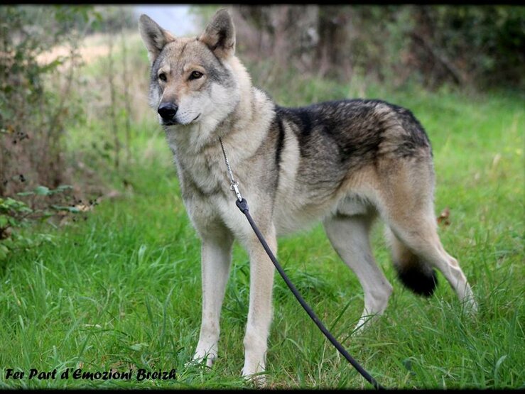 Fer Part Demozioni Breizh Société Centrale Canine