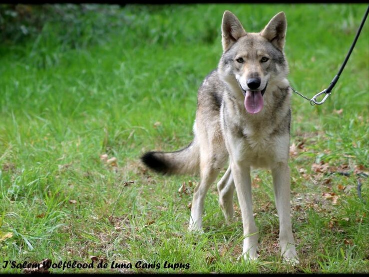 Isalem Wolfblood De Luna Canis Lupus Société Centrale Canine