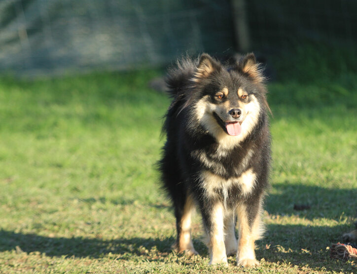 Jarfas Revontuli Société Centrale Canine