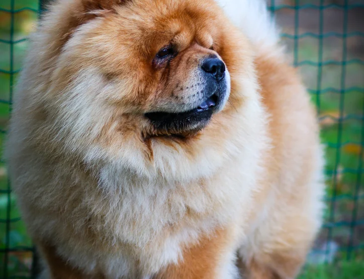 Famous Dream Nuts Pedigree Societe Centrale Canine