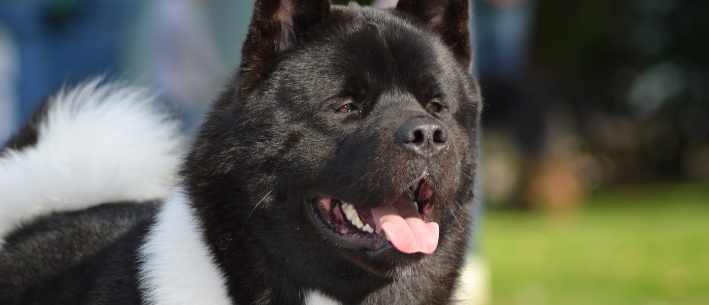 Akita Americain Club De France Société Centrale Canine