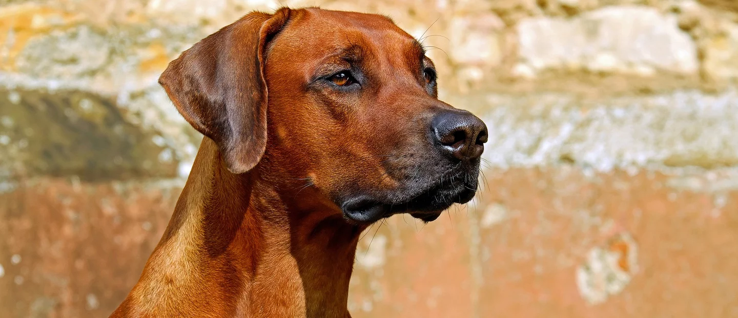 Association Canine Territoriale du Centre Val de Loire Société