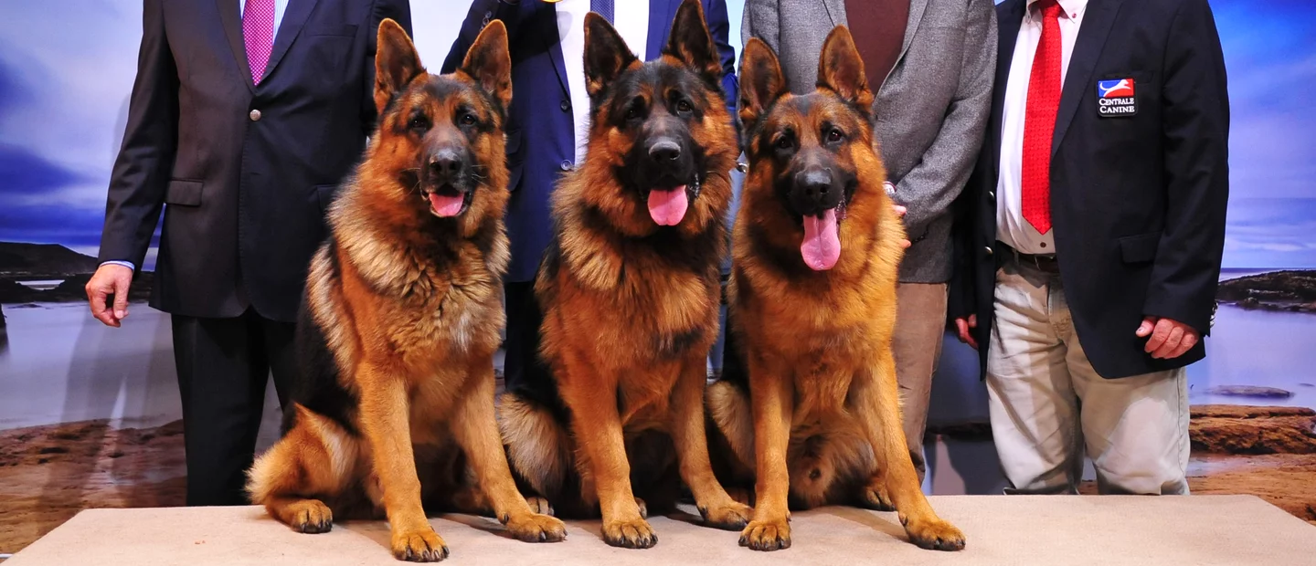 Club Du Chien De Berger Allemand Societe Centrale Canine