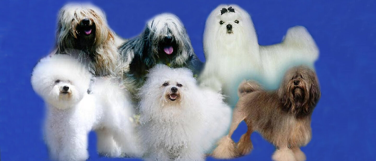 Club Des Bichons Et Petits Chiens Lions Société Centrale