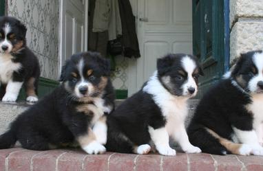 La Production De L Elevage Societe Centrale Canine