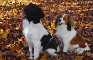 Nos Chiens Société Centrale Canine