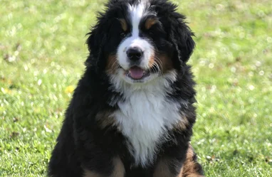 Nos Chiots Bouvier Bernois Societe Centrale Canine