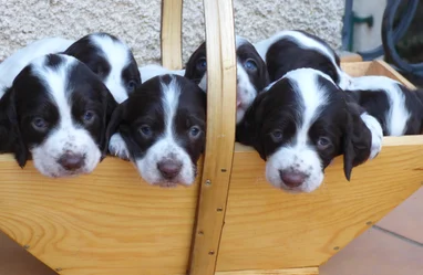 Nos chiots epagneul francais Société Centrale Canine
