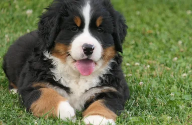 Nos Chiots Bouvier Bernois Societe Centrale Canine Nos Chiots Bouvier Bernois Societe Centrale Canine