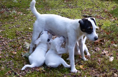 Nos Chiots Jack Russell Societe Centrale Canine Nos Chiots Jack Russell Societe Centrale Canine
