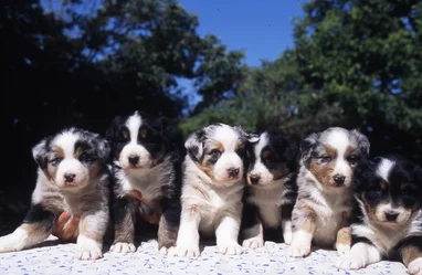 Nos Chiots Berger Australien Societe Centrale Canine