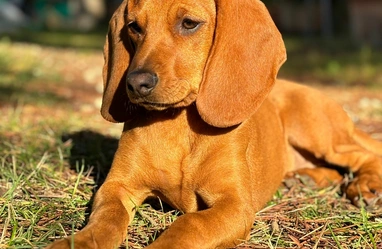 Nos Chiots Setter Irlandais Rouge Societe Centrale Canine