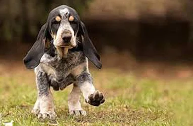 Nos Chiots Basset Bleu De Gascogne Societe Centrale Canine