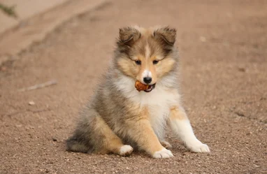 Nos Chiots Shetland Sheltie Societe Centrale Canine