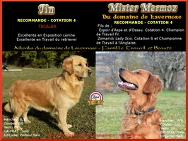 Golden Retriever Societe Centrale Canine