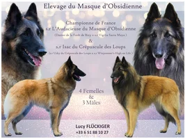 Nos Chiots Berger Belge Tervueren Societe Centrale Canine