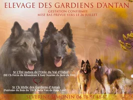 Nos chiots berger belge  Société Centrale Canine
