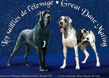 Dogues Allemands Des Alans De Sire Tobias Societe Centrale Canine