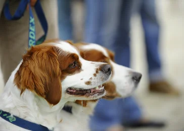Comment faire un test ADN à son chien et où l'enregistrer ? 